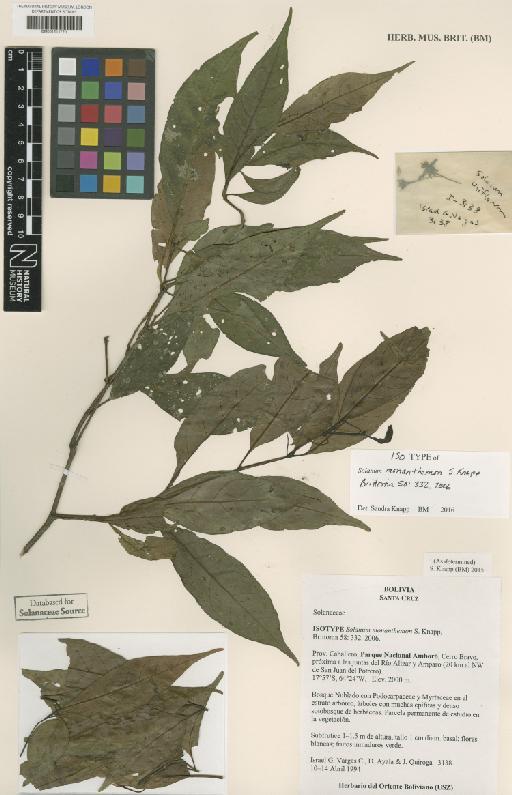 Solanum monanthemon S.Knapp - BM001211720