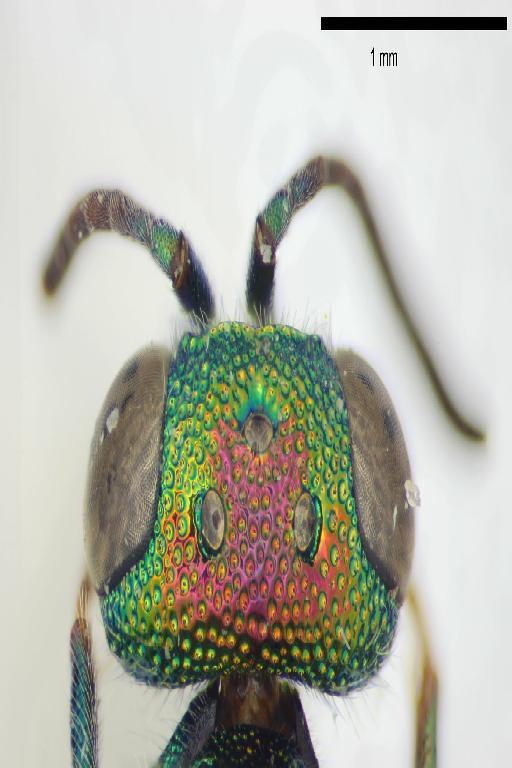 Chrysis parvidentata Linsenmaier, 1999 - Chrysis_parvidentata-BMNH(E)#970882_type-vertex_dorsal-5X