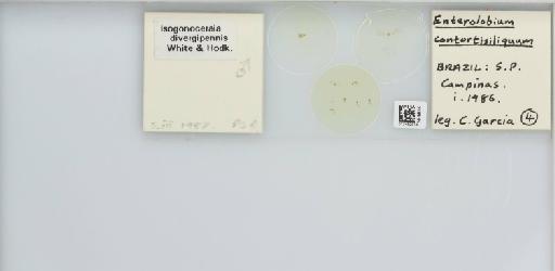 Isogonoceraia divergipennis White & Hodkinson, 1980 - 013482974_117198_1146273_157792_NonType_result