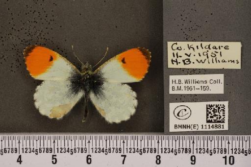 Anthocharis cardamines hibernica Williams, 1916 - BMNHE_1114881_67774