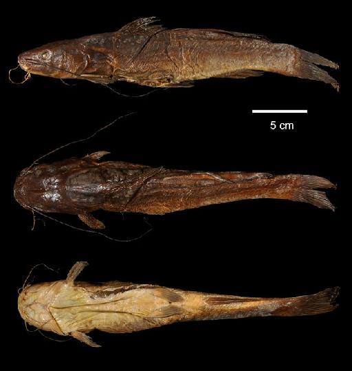 Pimelodus guatemalensis Günther, 1864 - 1864.1.26.210; Pimelodus guatemalensis; type; ACSI Project image