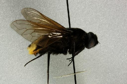 Bryodemina valida (Wiedemann, 1830) - Bryodemina valida male lateral