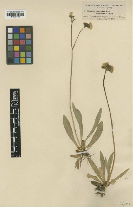 Hieracium ambiguum subsp. glomerosum Dahlst. - BM001047699