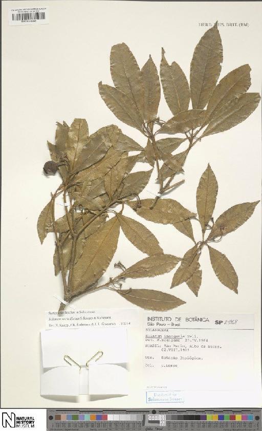 Solanum verticillatum S.Knapp & Stehmann - BM001120389