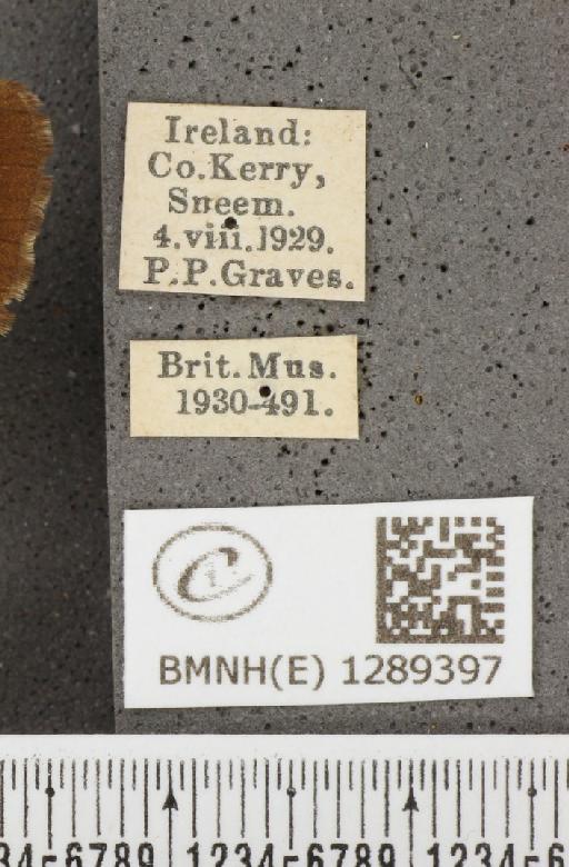 Pyronia tithonus britanniae (Verity, 1914) - BMNHE_1289397_label_125142