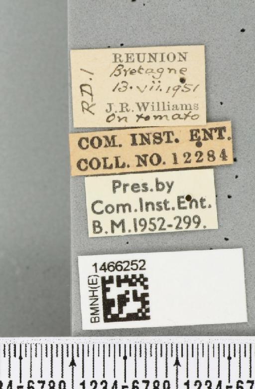 Neoceratitis cyanescens (Bezzi, 1923) - BMNHE_1466252_label_27042