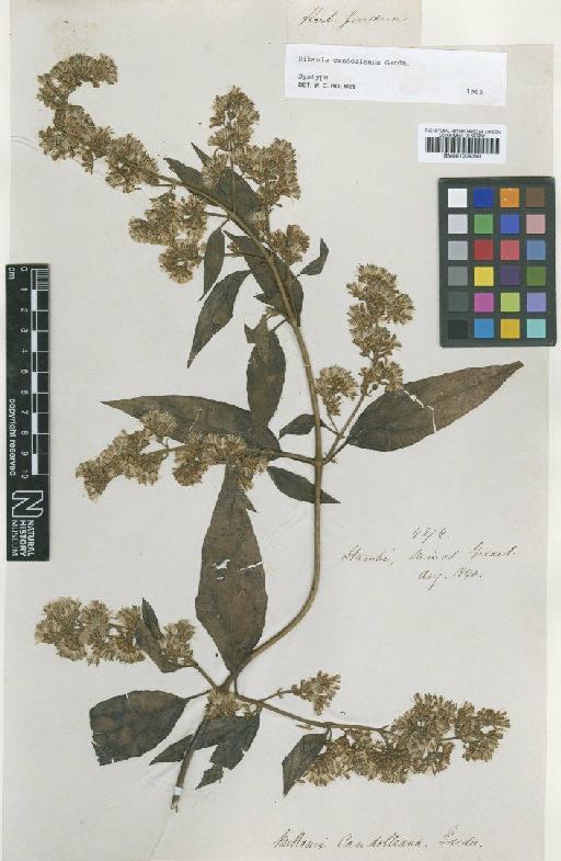 Mikania candolleana Gardner - BM001009390