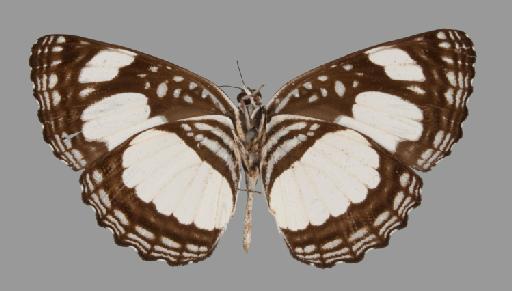 Neptis kikideli Boisduval - BMNH(E)#534152_Neptis_kikideli_Boisduval_paralectotype_female_ventral
