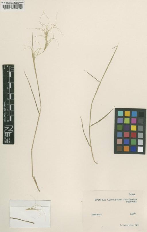 Agropyron curvisetum Rupr. - BM000094972