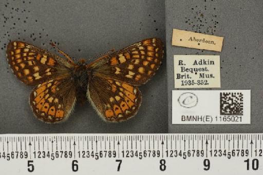 Euphydryas aurinia (Rottemburg, 1775) - BMNHE_1165021_52478