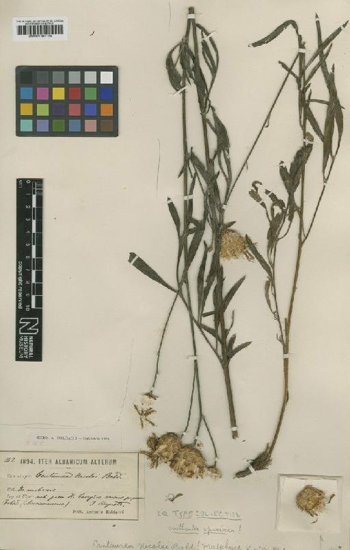 Centaurea nicolai Bald. - BM001043128
