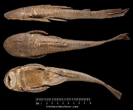 Plecostomus cordovae Günther, 1880 - BMNH 1878.4.4.1 Plecostomus cordovae HOLOTYPE