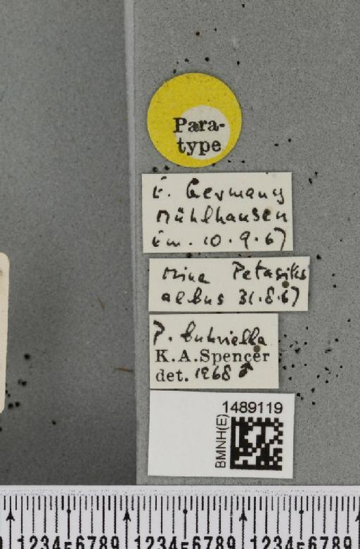 Phytomyza buhriella Spencer, 1969 - BMNHE_1489119_label_53480