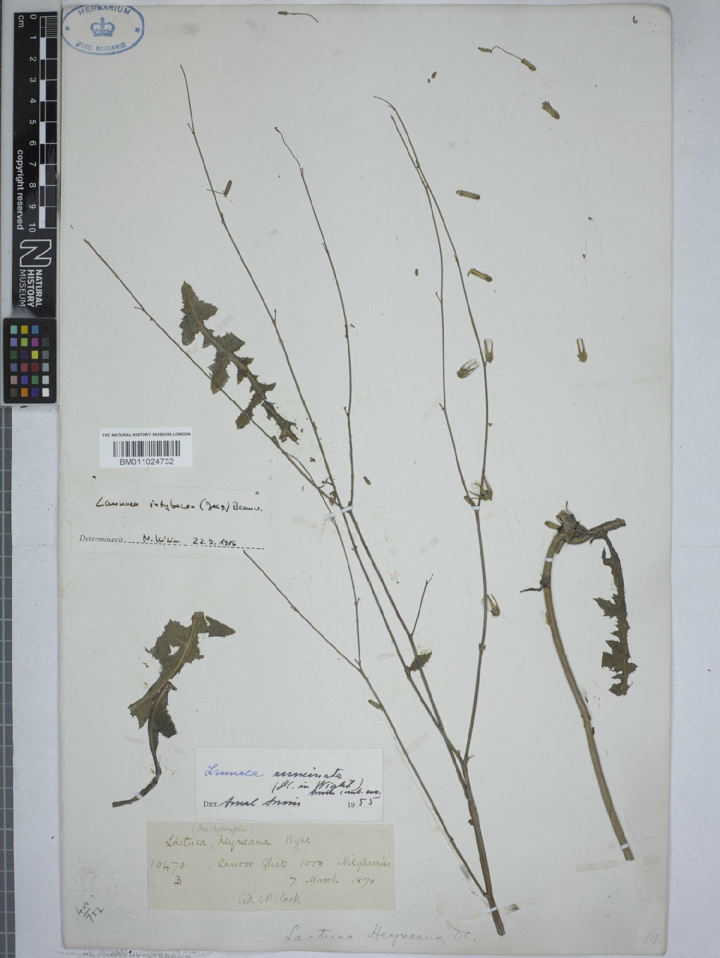 To NHMUK collection (Launaea intybacea (Jacq.) Beauverd; NHMUK:ecatalogue:9153439)