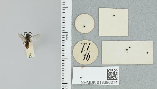 Sphecodes crassicornis Smith, F., 1879 - 013380314_additional