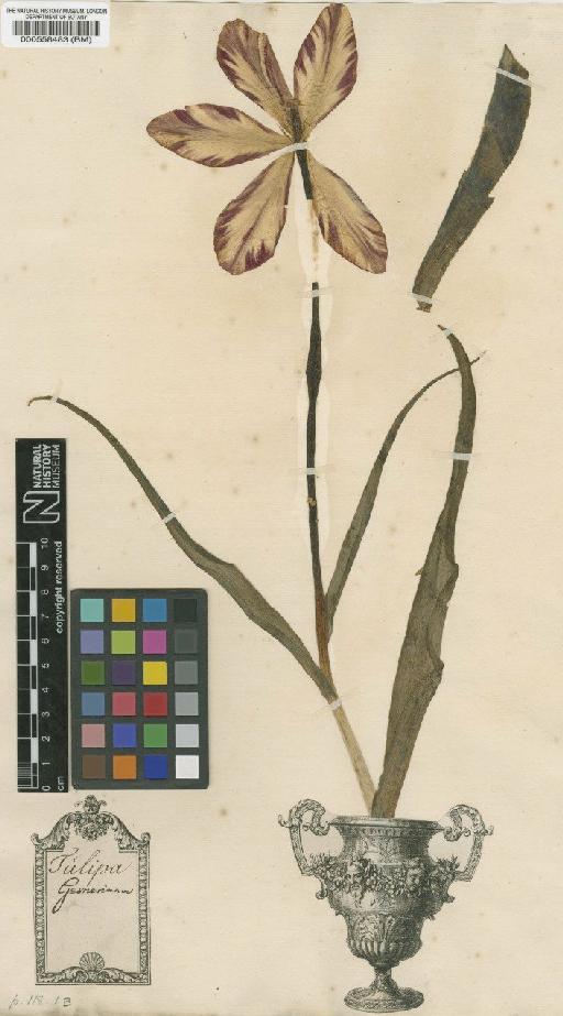 Tulipa gesneriana L. - BM000558483