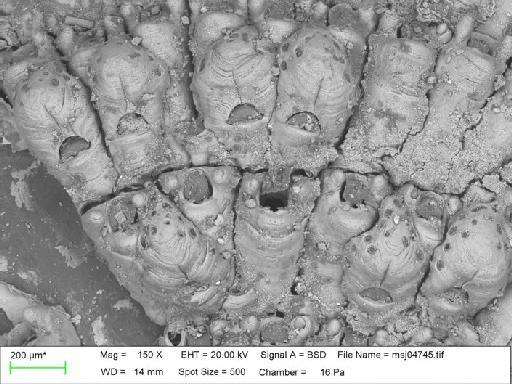 Celleporella annularis (Pallas, 1766) - Lepralia annularis_msj04745