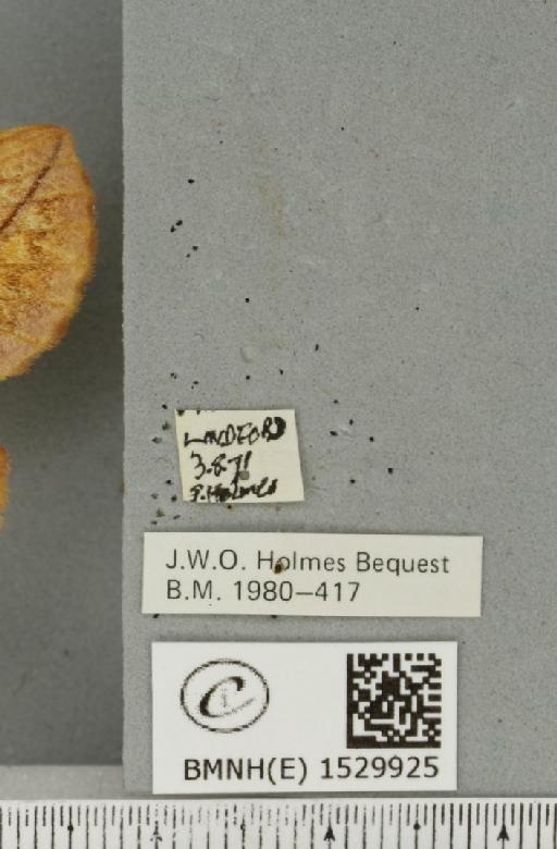Euthrix potatoria (Linnaeus, 1758) - BMNHE_1529925_label_197375