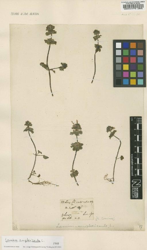 Lamium amplexicaule L. - BM000040272