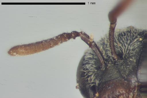 Halictus gemmatus Smith, F., 1853 - Halictus_gemmatus-NHMUK010265371-type-female-right_antenna-8_0x