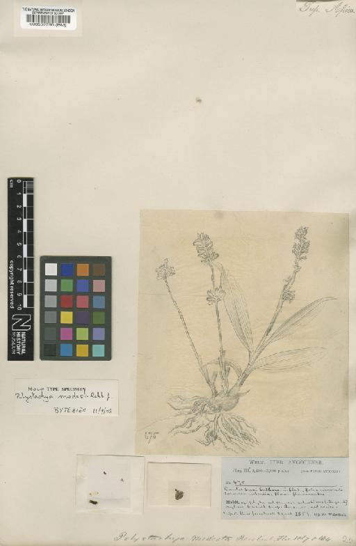 Polystachya modesta Rchb.f. - BM000509795