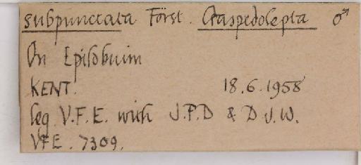 Craspedolepta subpunctata Foerster, 1848 - 012816270_additional
