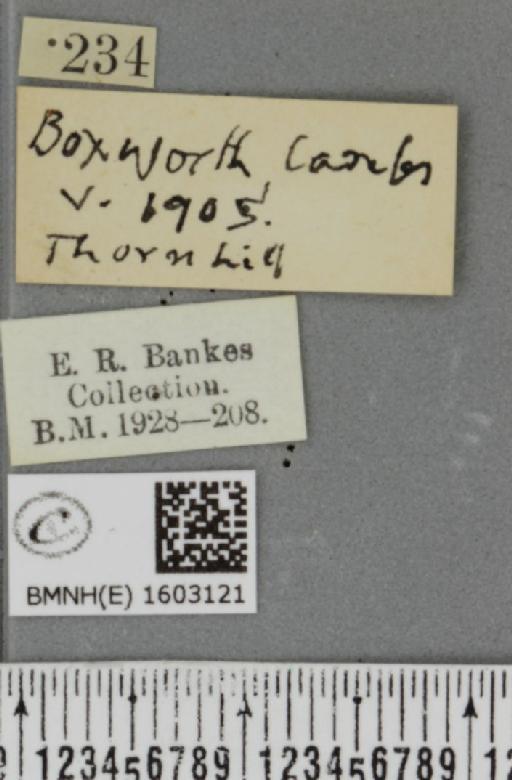 Xanthorhoe quadrifasiata ab. reduplicata Heinrich, 1916 - BMNHE_1603121_label_313617