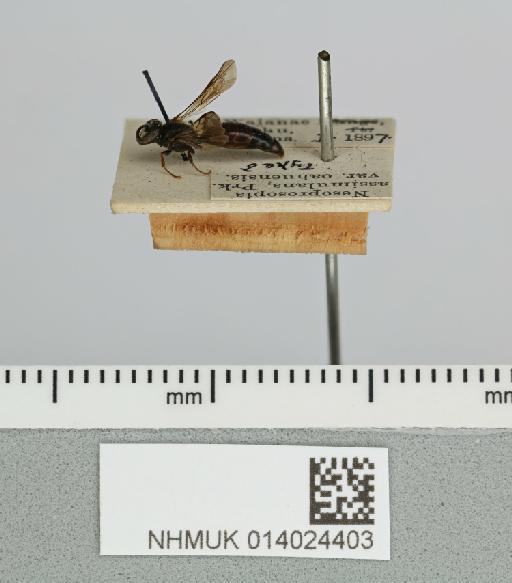 Hylaeus (Nesoprosopis) oahuensis (Perkins, 1899) - 014024403__-