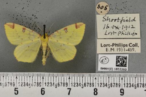 Opisthograptis luteolata (Linnaeus, 1758) - BMNHE_1852260_427647