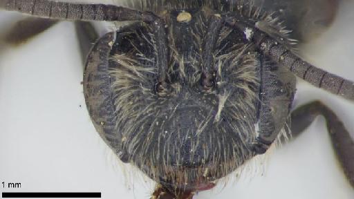 Andrena wollastoni Cockerell, 1922 - Andrena_wollastoni- NHMUK010264942-syntype-female-head_frontal-4_0x
