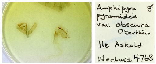 Amphipyra pyramidea var. obscura Oberthür, 1880 - NHMUK 015109890 Amphipyra pyramidea obscura Oberthuer 1880 M LT Askold gen BMNHNoct 4768