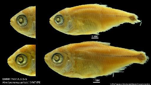 Hemigrammus anisitsi Eigenmann in Eigenmann & Ogle, 1907 - BMNH 1907.4.27.5-6 Hemigrammus anisitsi, SYNTYPE