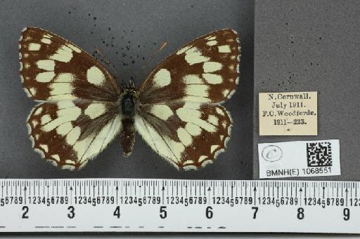 Melanargia galathea serena Verity, 1913 - BMNHE_1068551_34177