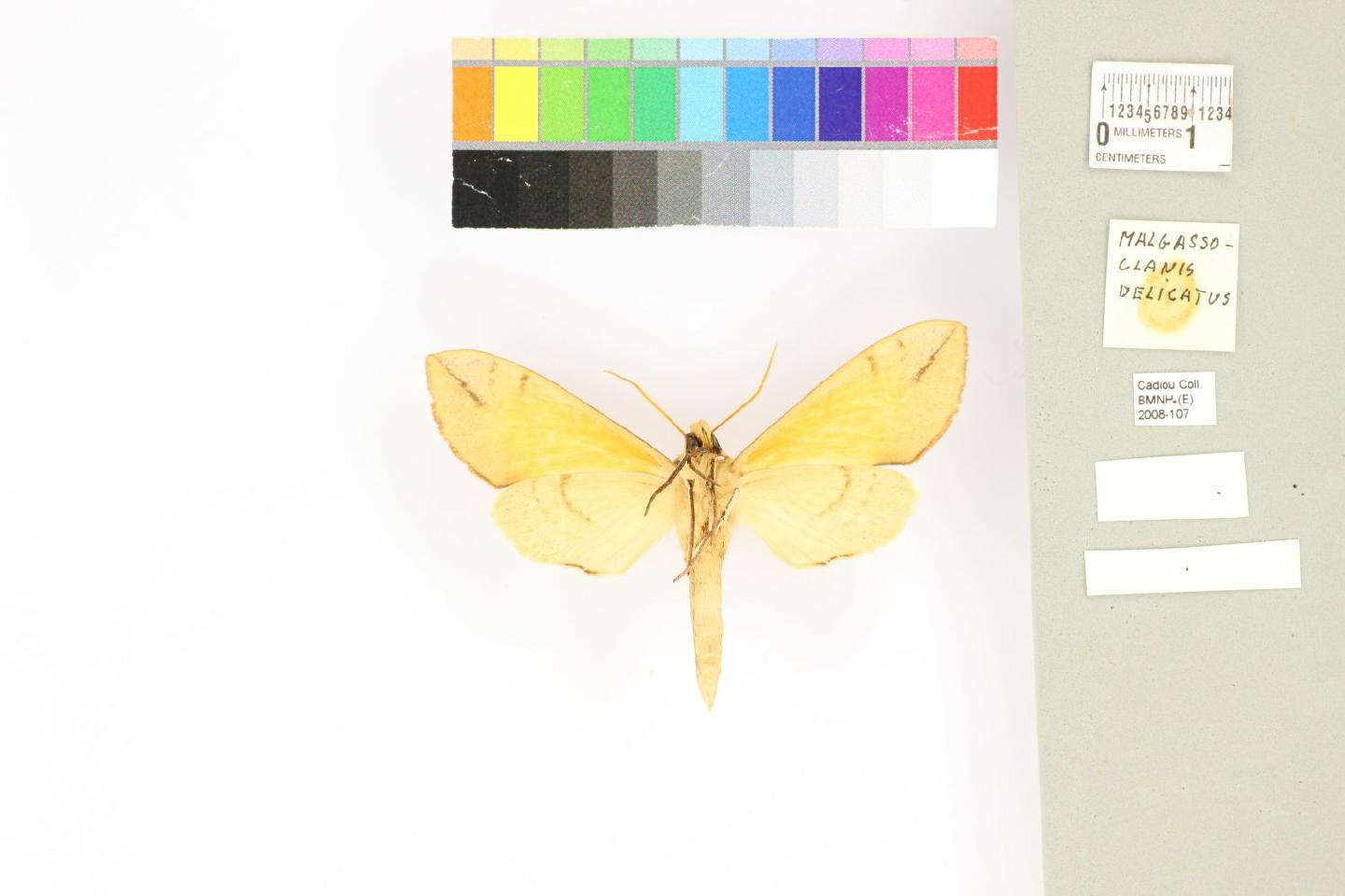 Malgassoclanis delicatus thumbnail