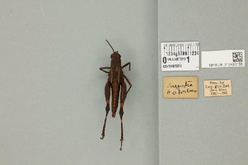 Traulia flavoannulata (Stål, 1860) - 012499155_71538_91423