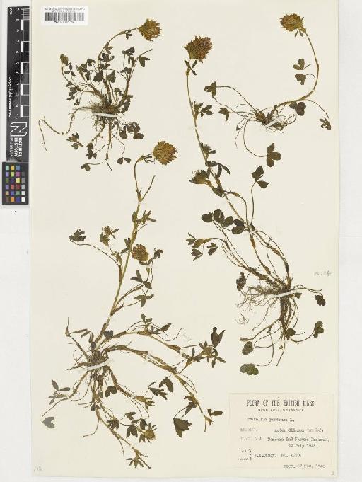 Trifolium pratense L. - BM001036734