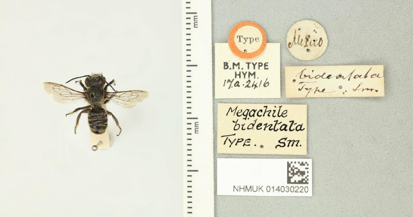 Megachile bidentata thumbnail