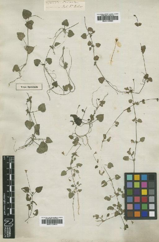 Tetranthus litoralis Sw. - BM001009629