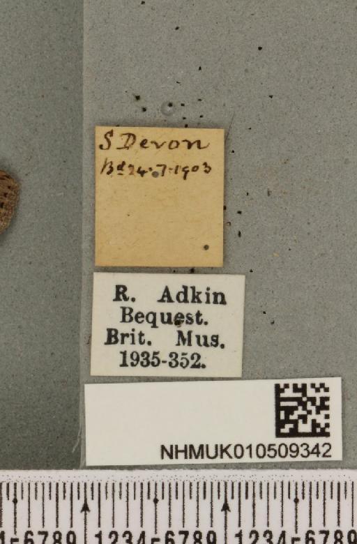 Cucullia absinthii (Linnaeus, 1761) - NHMUK_010509342_label_567044