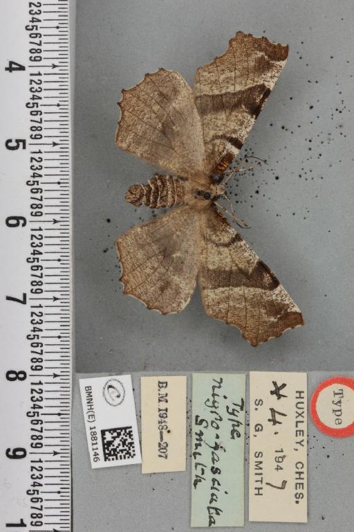 Selenia dentaria ab. nigrofasciata Smith, 1948 - BMNHE_1881146_446318