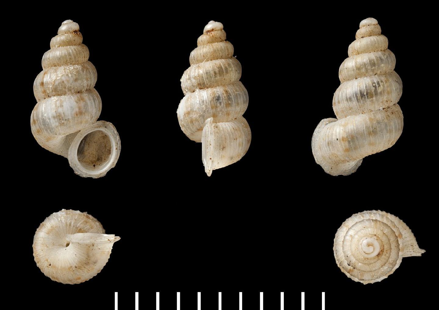 To NHMUK collection (Cyclostoma acerbulum Morelet, 1851; SYNTYPE(S); NHMUK:ecatalogue:4215151)