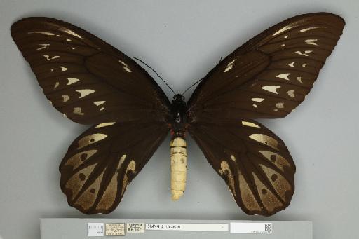 Ornithoptera alexandrae Rothschild, 1907 - 013602449__
