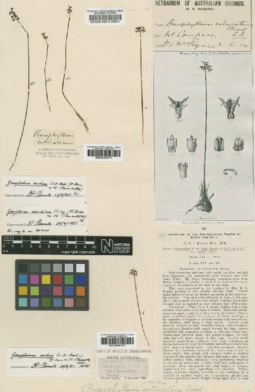 Prasophyllum eriochilum Fitzg. - BM000990377