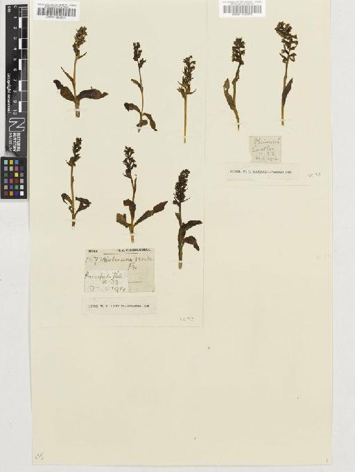 Coeloglossum viride (L.) Hartm. - BM001002601