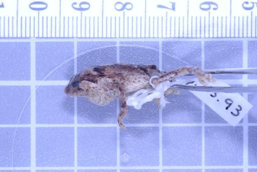 Choerophryne darlingtoni - Image of specimen 1947.1.3.93