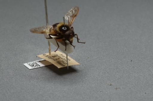 Volucella bombylans (Linnaeus, 1758) - 012530543_additional_4