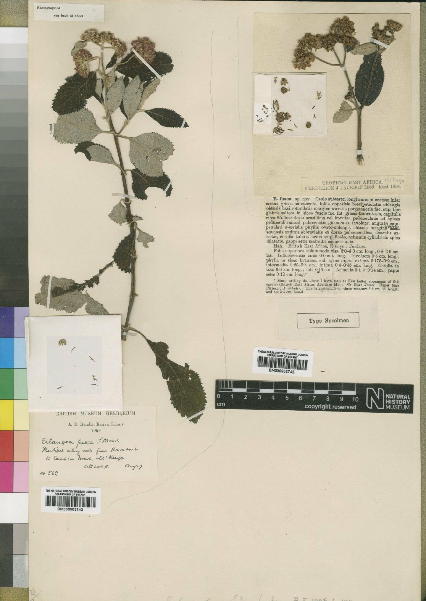 To NHMUK collection (Erlangea fusca Moore; NHMUK:ecatalogue:4528749)