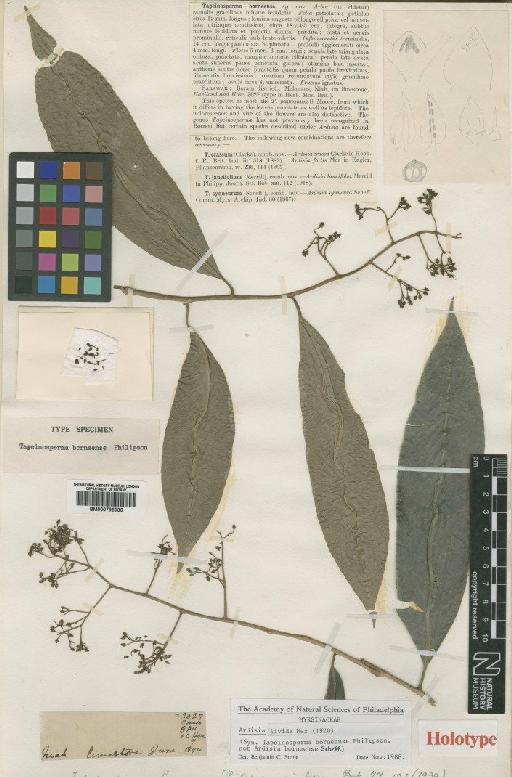 Ardisia livida Mez - BM000796936