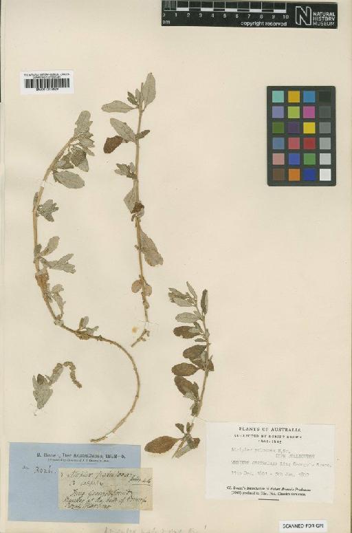 Atriplex paludosa R.Br. - BM001015828