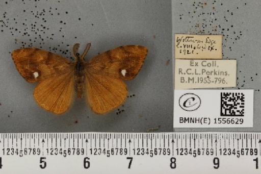 Orgyia antiqua (Linnaeus, 1758) - BMNHE_1556629_256438